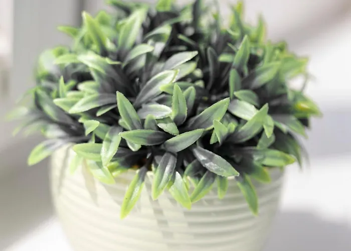 - Old Town - Swidnicka Street